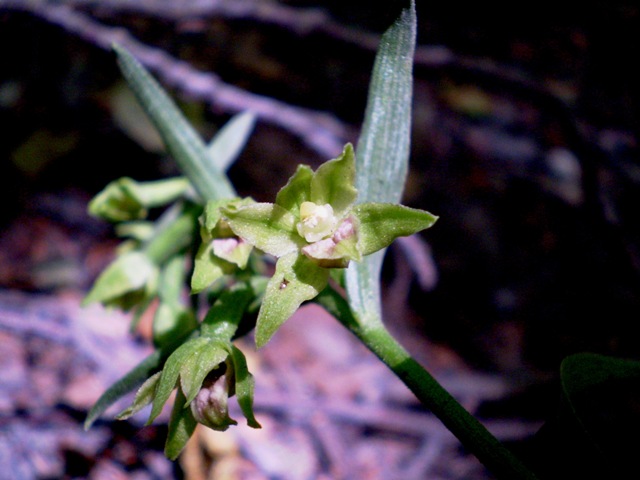 Epipactis seconda : persica subsp. gracilis?